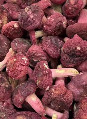 象棋红菇广西藤县特产新鲜正宗红菇香菇大红菌干煲汤材料送礼佳品