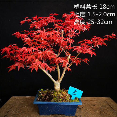 日本红枫猩猩盆栽室内外办公桌