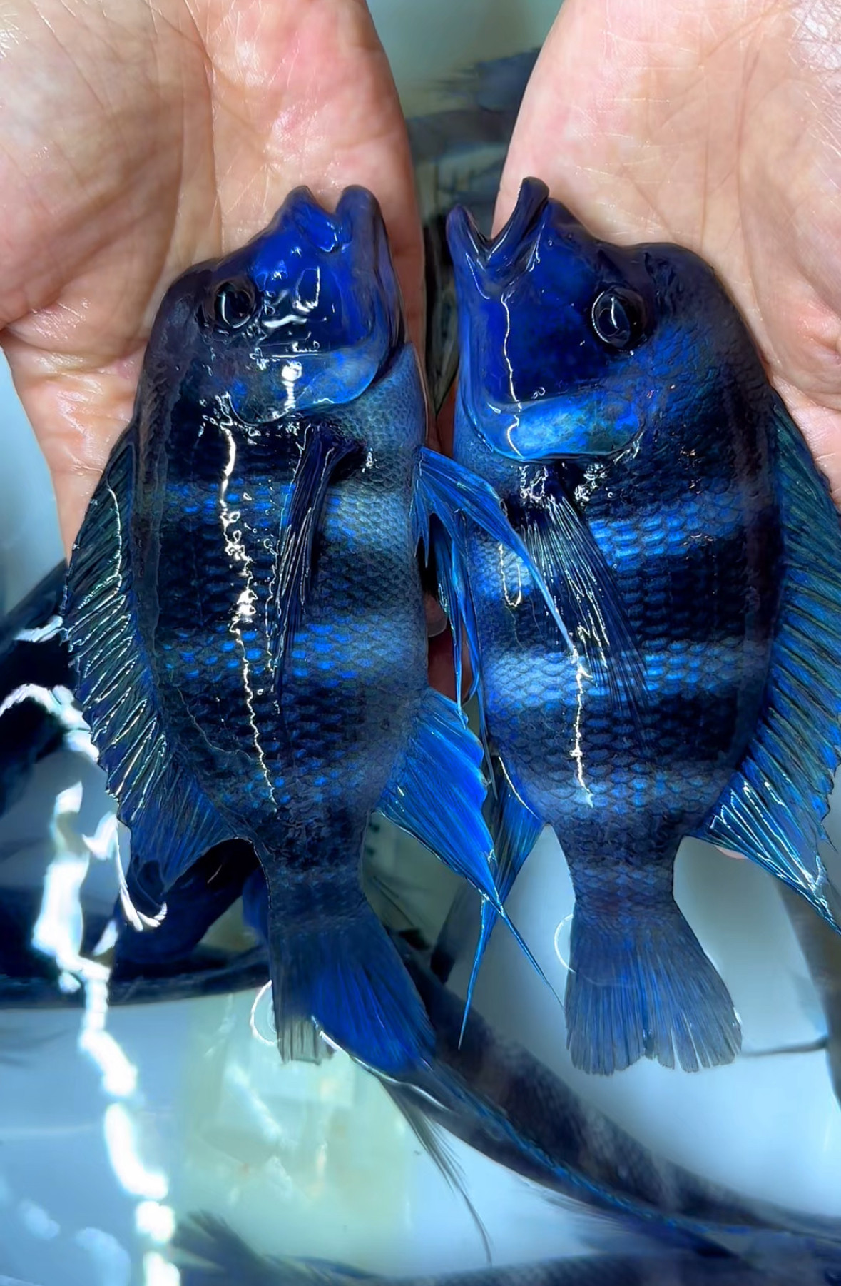 三湖慈鲷伊巴卡台湾热带观赏鱼溪流缸龙鱼配鱼萨伊蓝坦鲷群养鱼