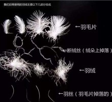 羽绒原料大朵白鸭绒95白鹅绒羽绒服羽绒被填充物羽绒毛毛鸭毛 散装