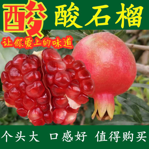 酸石榴建水特酸纯酸酸甜半口石榴
