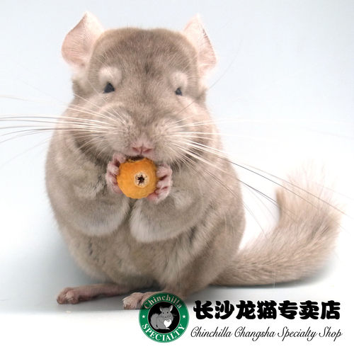 *长沙龙猫专卖店春季金色活体