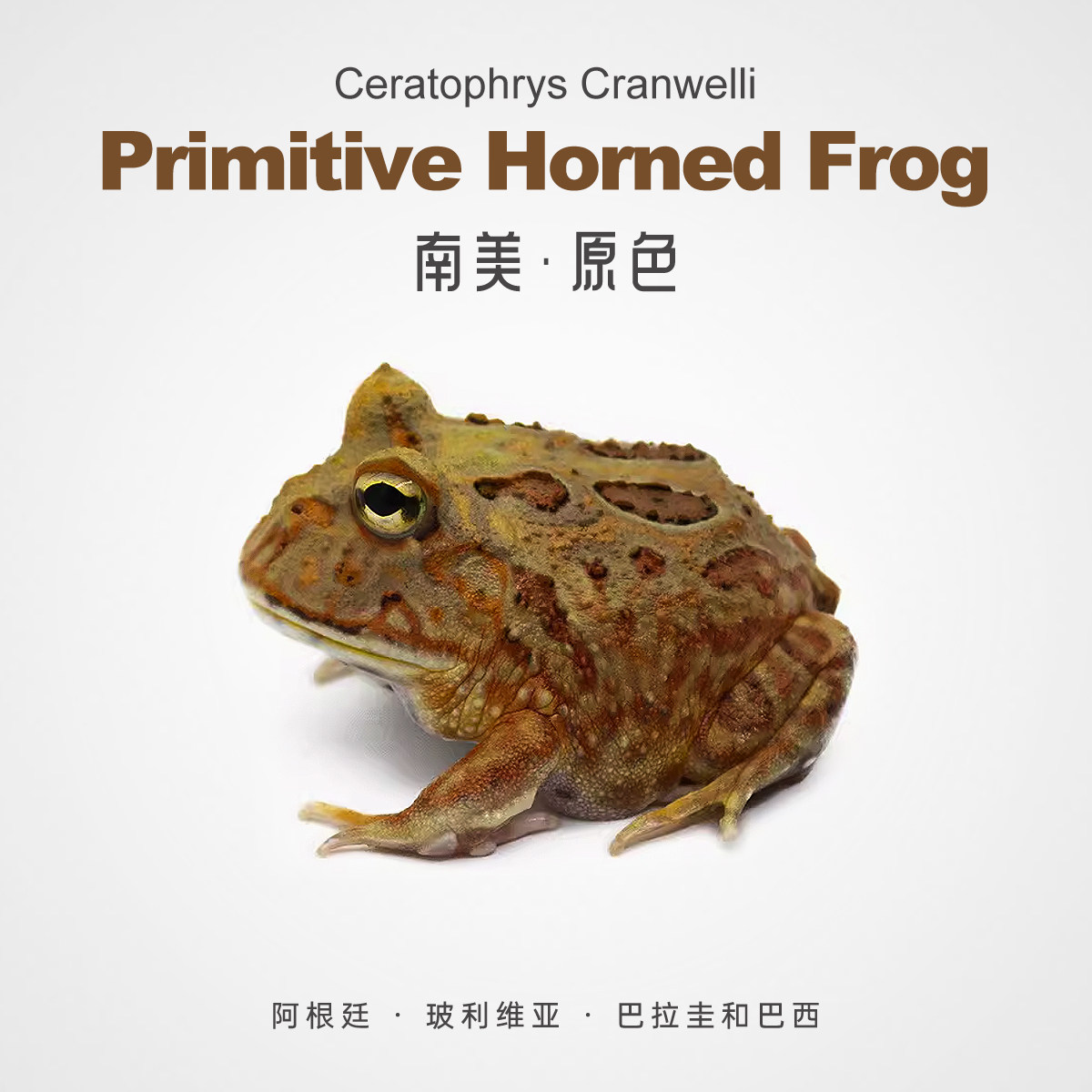 精品原色角蛙活体爆款两膝爬行可爱学生观察全品萌宠热卖活动包邮