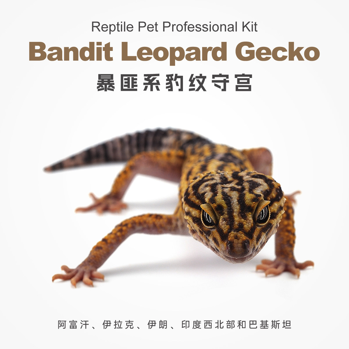 爬宠暴匪豹纹守宫蜥蜴宠物新手爬宠温顺可爱爬虫网红另类异宠幼苗