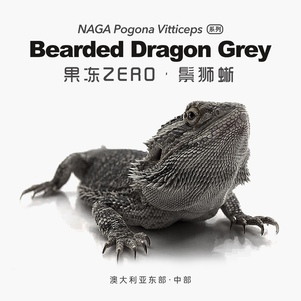 果冻Zero鬃狮蜥蜴网红特色爬宠活体异类温顺易上手隐柑橘红系超白