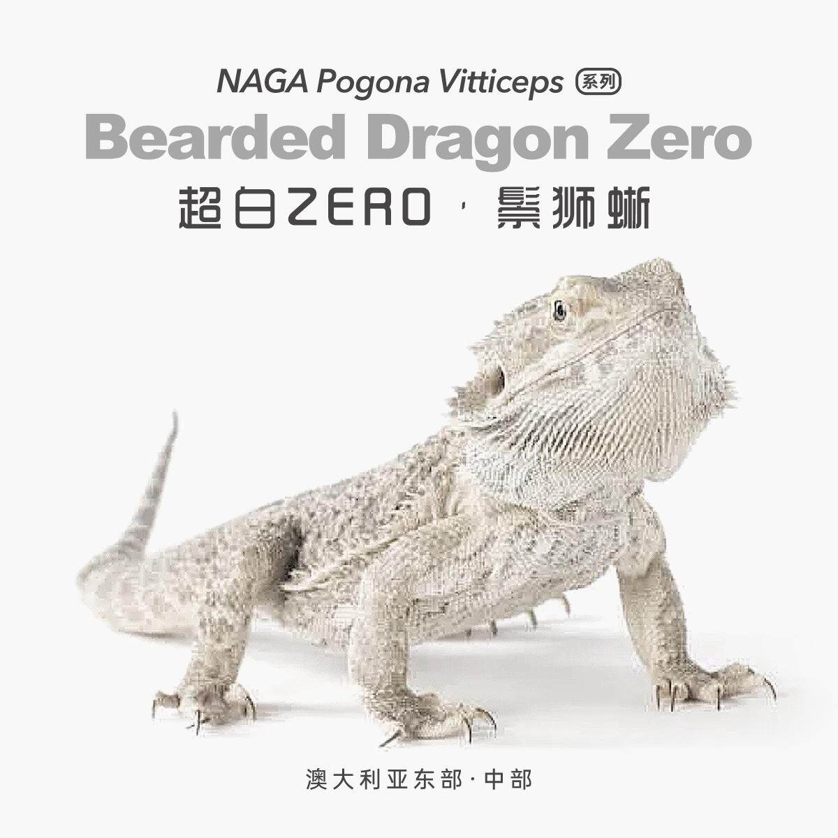 超白Zero鬃狮蜥蜴网红特色爬宠活体异类温顺易上手隐柑橘果冻红系