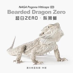 超白Zero鬃狮蜥蜴网红特色爬宠活体异类温顺易上手隐柑橘果冻红系