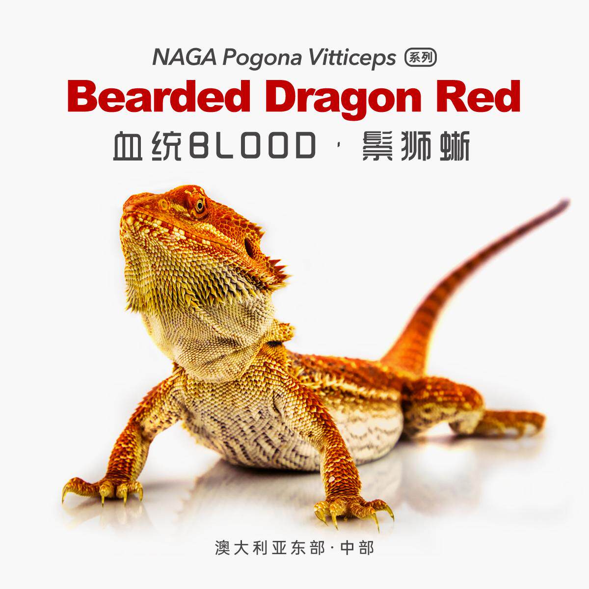 血红系统鬃狮蜥蜴网红特色爬宠活体异类温顺易上手隐柑橘果冻超白