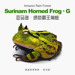 精选南美亚马逊绿霸王角蛙活体爬宠物特色懒人易养两栖高角眼异类