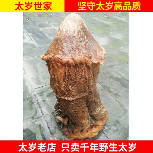 长白山太岁肉灵芝野生千年太岁