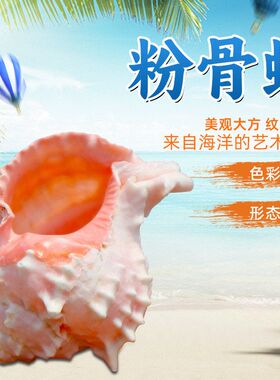 寄居蟹替换壳红骨螺鱼缸水族装饰