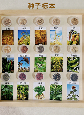 种子植物标本自然课教学用品教具学生儿童幼儿园认识植物教学用具