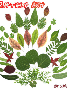天然干树叶真树叶标本教具手工装饰材料压花学生自然美术课材料