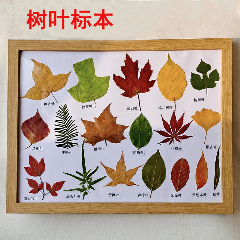 树叶标本植物叶子教学标本教具自然课标本相框装饰标本