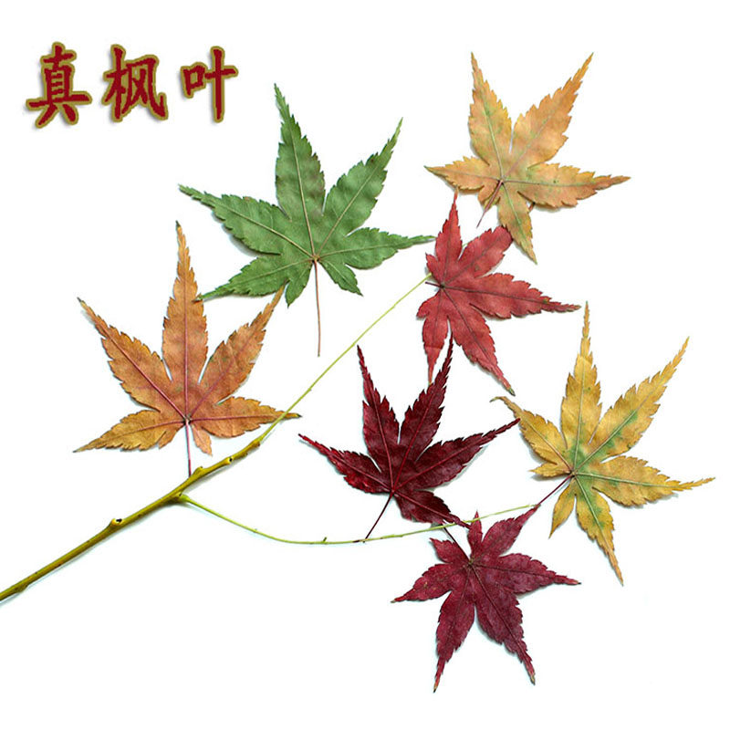 枫叶红植物教学标本手工贴画干花图片