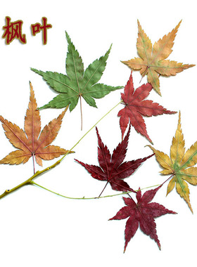 真叶子天然枫叶红枫叶干花压花植物教学标本 手工叶子贴画