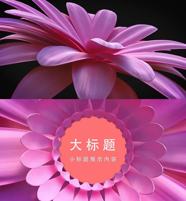 粉红色花朵绽放女性相关活动揭示宣传活动主题LOGO展示片头AE模板