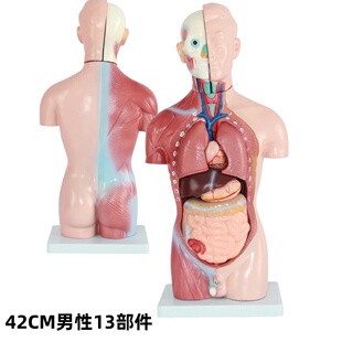 人体器官结构解剖模型全身内脏大脑心脏躯干模特教学医学儿童拼图