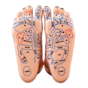 足部按摩模型足底反射区穴位按摩器脚部脚丫子足疗保健