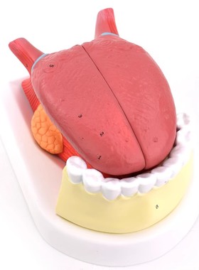 医信MDCD舌附牙放大模型 舌苔结构舌头解剖舌象舌象教学舌质舌苔