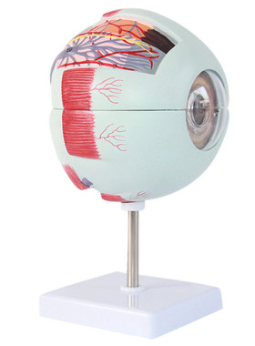 医信MDCD正医用人体眼球解剖放大模型眼构造模型眼科仿真教学模型