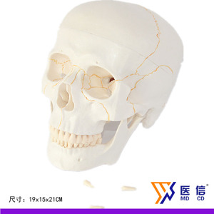高端医用美术素描高仿真人体头颅骨人头骨骷髅模型脑颅面颅底模型