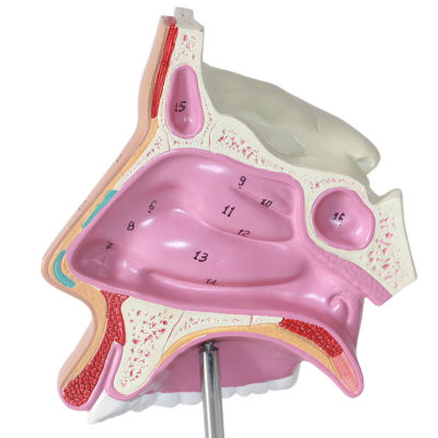医用鼻腔解剖模型鼻腔解剖模型耳鼻喉科教学鼻腔鼻子口鼻结构模型