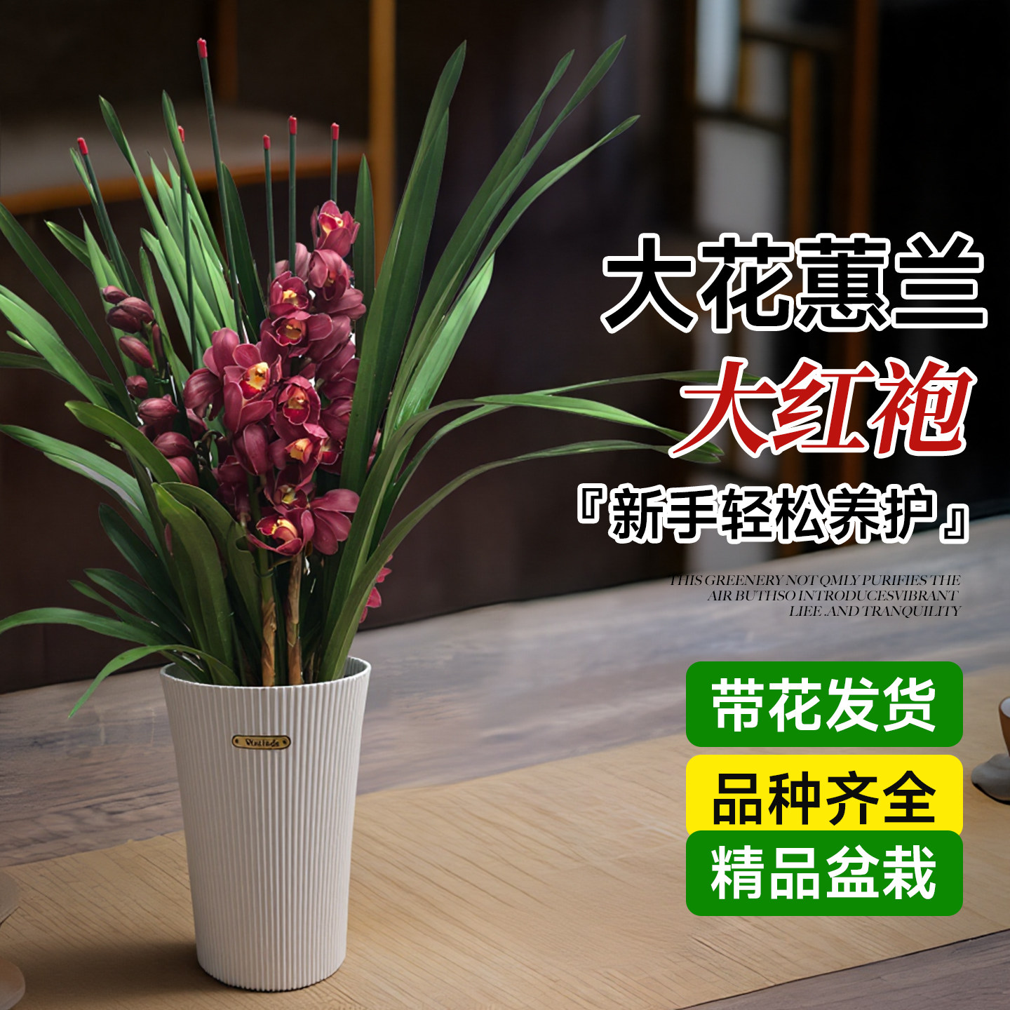 红袍大花蕙兰兰花盆栽带花苞年宵花惠带花剑过年客厅室内绿植,鲜花速递/花卉仿真/绿植园艺,大型绿植/成品组合盆栽,淘宝优惠券,粉丝福利购,淘宝优惠卷