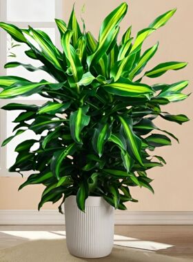 金心螺纹铁植物大盆栽室内大型落地绿植客厅开业乔迁绿色好养真花