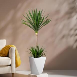 太空铁龙血树绿植盆栽大型植物客厅室内多头造型老桩植物ZB