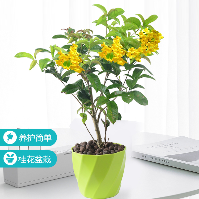 桂花盆栽植物室内绿植清香型四季桂花开花不断卉盆栽