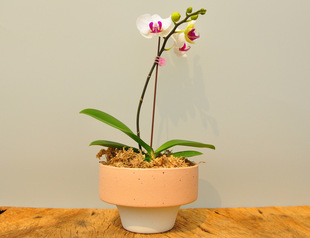 创意陶瓷多肉拼盘艺术磨砂釉简约北欧风宽口径桌面蝴蝶兰装饰花盆