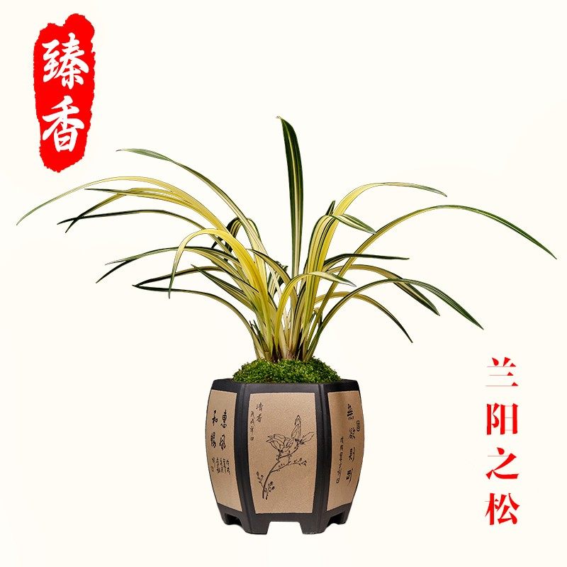 墨兰高档艺草兰阳之松精品兰花苗,鲜花速递/花卉仿真/绿植园艺,国兰/杂交兰/洋兰类,淘宝优惠券,粉丝福利购,淘宝优惠卷