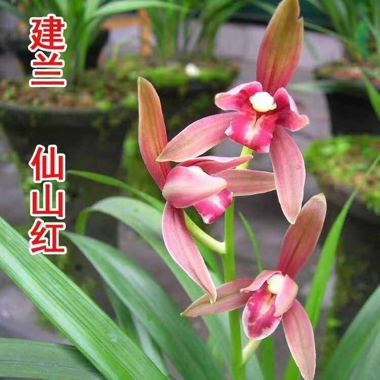 建兰名品仙山红经典红花浓香阳台花苞兰花苗室内名贵好养花卉 - 实物图