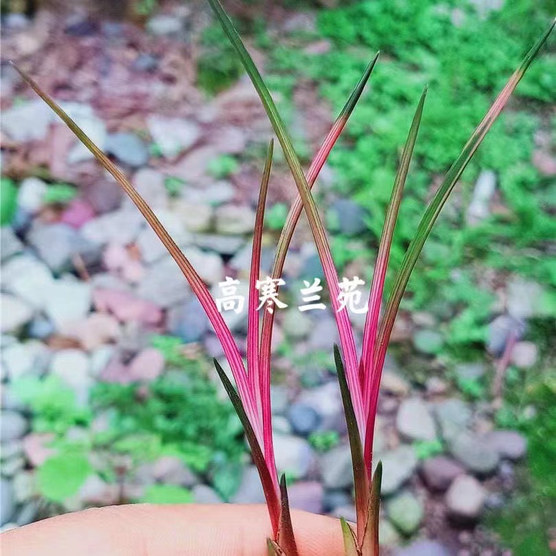 蕙兰精品七彩红斑高档名贵花卉矮小精致兰花苗