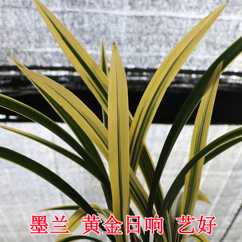 兰花日响高档中透艺墨兰报岁兰高档名贵花卉兰花苗精品兰花