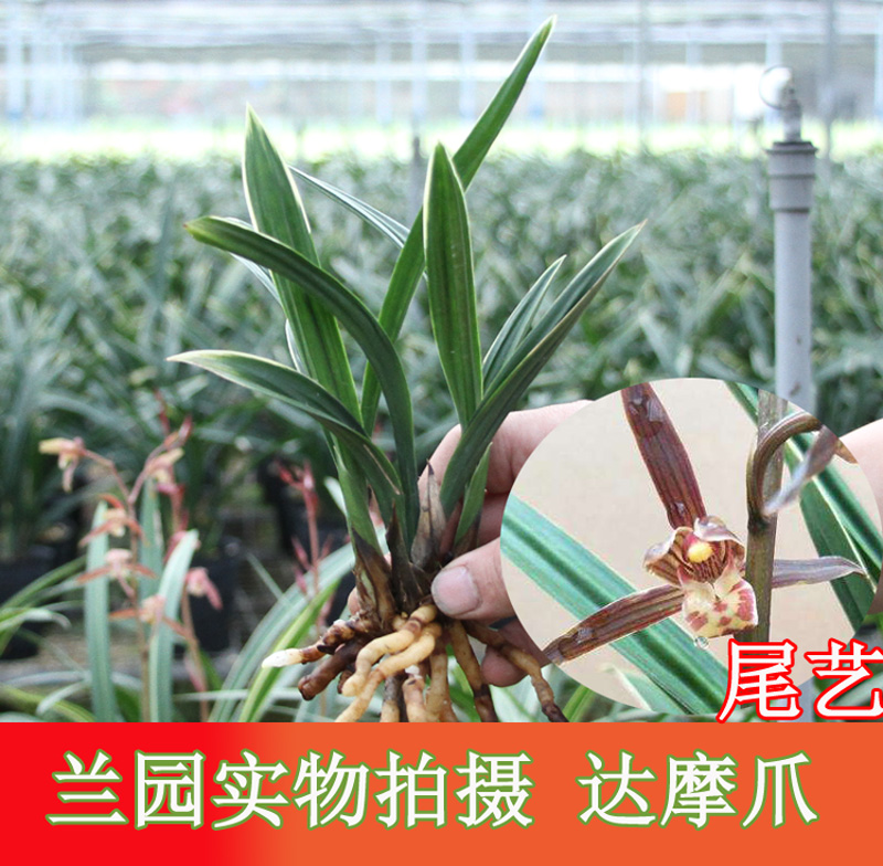 兰花达摩爪墨兰矮种经典名贵花卉办公室客厅阳台绿植盆栽