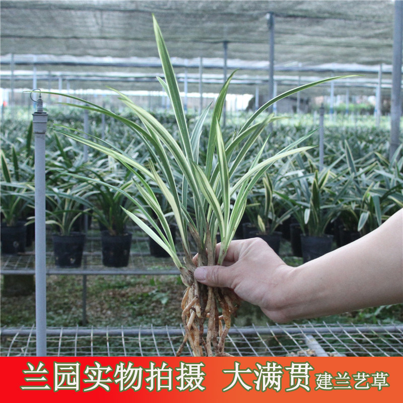 兰花大满贯建兰高档艺草名贵花卉四季兰办公室阳台绿植盆栽包邮