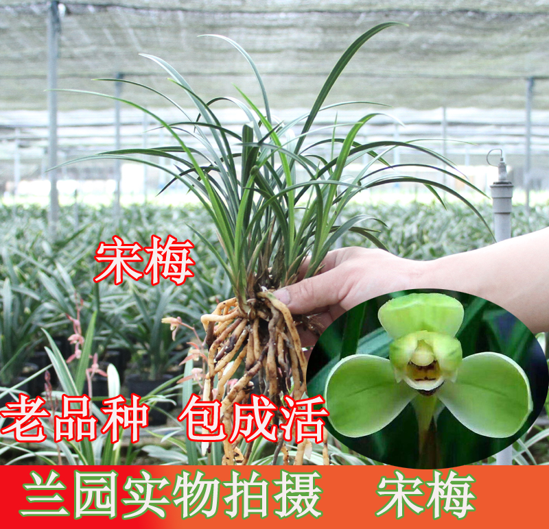 宋梅兰花春兰名品经典八大老品种办公室阳台客厅绿植盆栽包邮