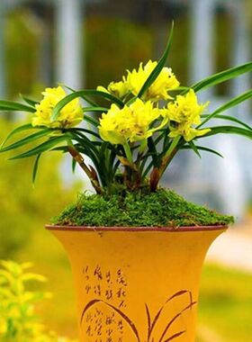 黄色牡丹奇花浓香春兰黄金牡丹精品兰花苗冬季带花苞绿植盆栽