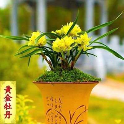 黄色牡丹奇花浓香春兰黄金牡丹精品兰花苗冬季带花苞绿植盆栽