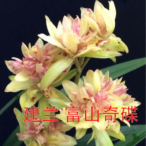 漂亮桌面兰花四季开花建兰