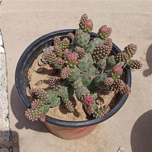 迷你朝日团扇小群生黄花仙人掌开花对版耐寒抗旱盆栽多肉opuntia