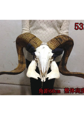 真羊头头骨工艺品标本装饰品 天然牦牛羊头壁挂家居摆件挂件装饰