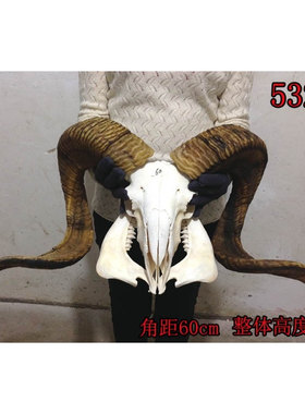 真羊头头骨工艺品标本装饰品 天然牦牛羊头壁挂家居摆件挂件装饰