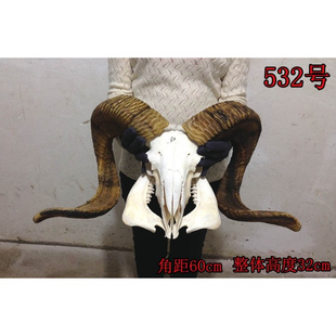 真羊头头骨工艺品标本装饰品 天然牦牛羊头壁挂家居摆件挂件装饰