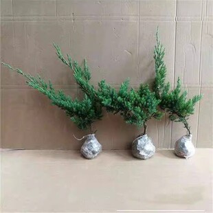 盆栽迎客松盆景真树苗地柏造型苗四季常青室内外庭院植物耐寒耐热