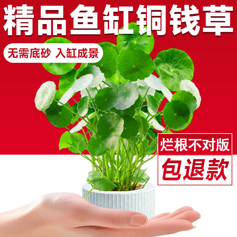 鱼缸造景室内好养水草植物水培植物和鱼共养铜钱草专用造景净化水