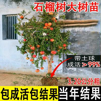 特大突尼斯软籽石榴树树苗南方北方四季种植老桩盆景庭院果树大树
