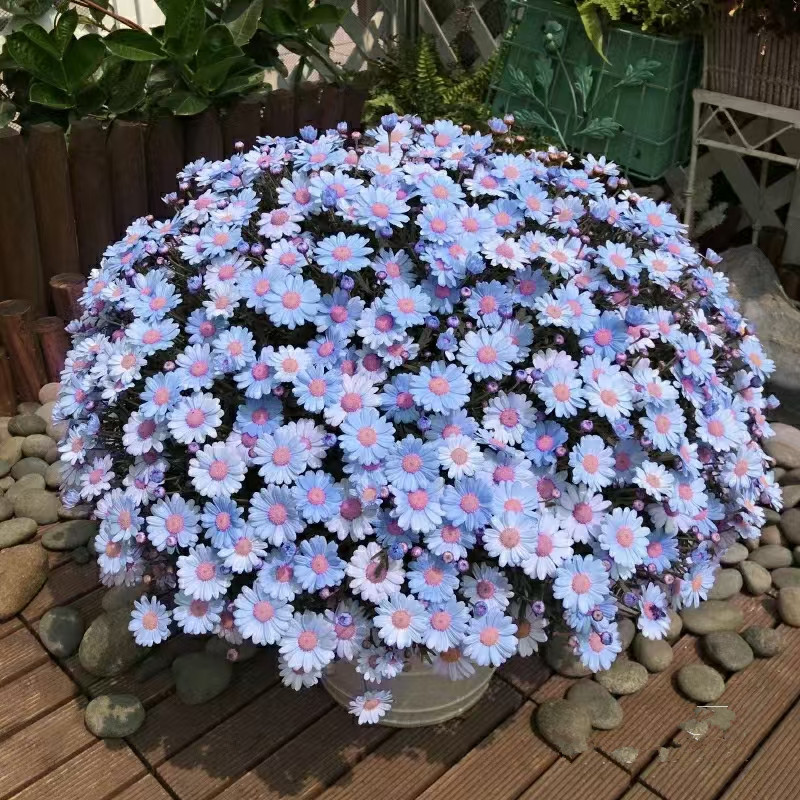 玛格丽特花种子盆栽四季花易爆盆室内外小雏菊花卉种籽庭院阳台图片